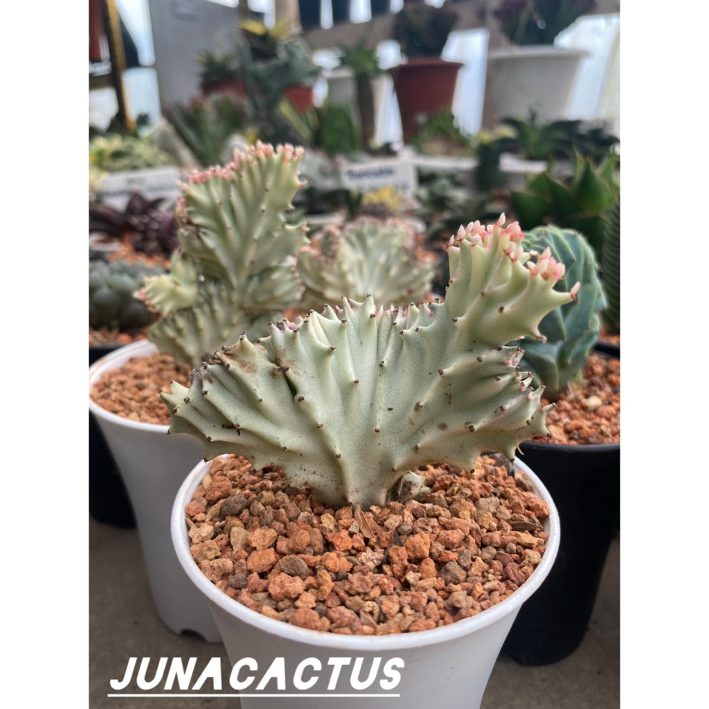 lactea susu / Milky White