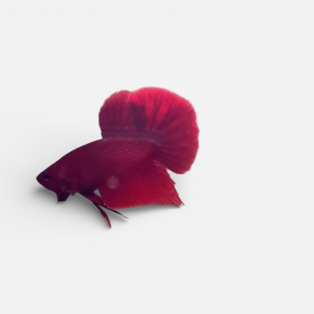 Ikan cupang jantan murah jenis HMPK SUPER RED