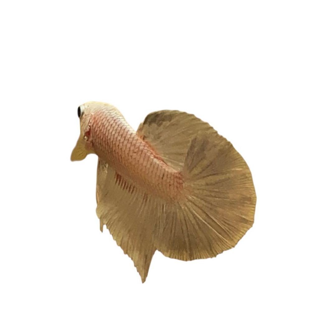 Ikan cupang jantan murah jenis HMPK PINKY