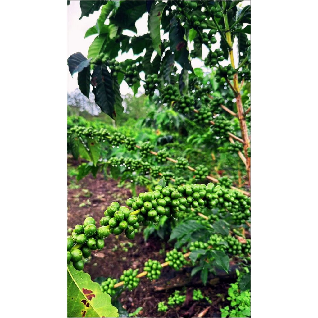 35 Stek Entres Kopi kualitas super untuk bikin hasil panen maksimal. #kopi #bibit #bibitkopi #stek #