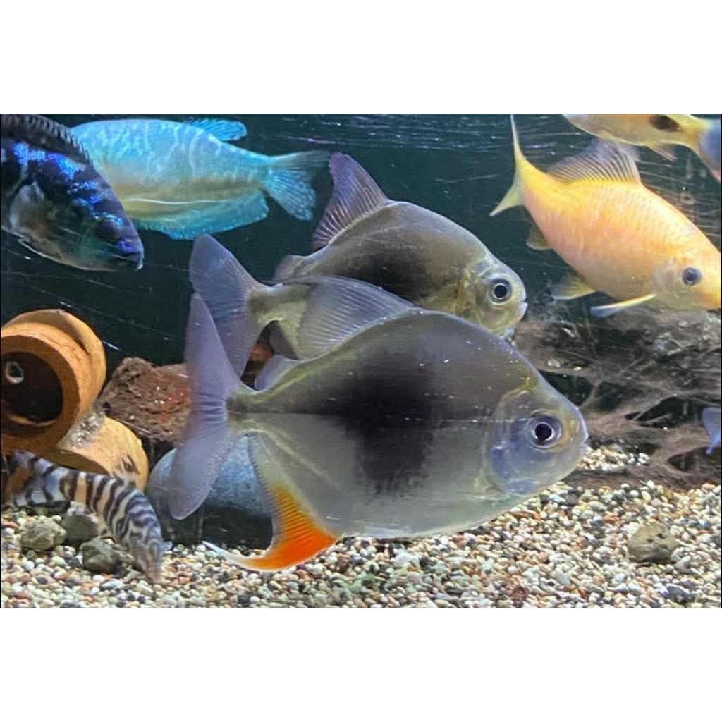 Myleus Blackberry 10-12cm - Ikan Pembersih Dasar Aquarium