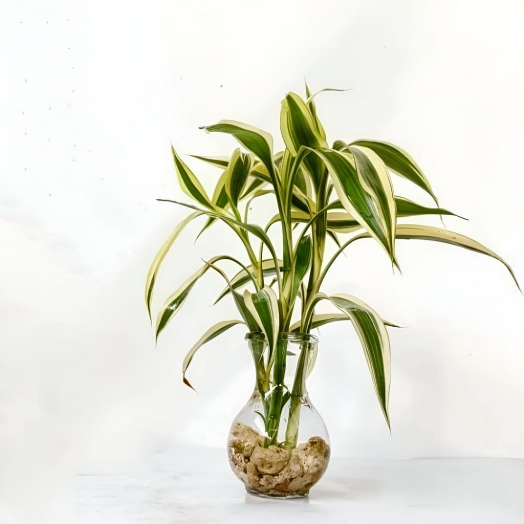 Tanaman Hias Bambu Hoki varigata - tanaman bambu hoki media air