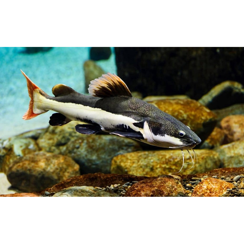 Ikan RTC 10-11cm nusaena