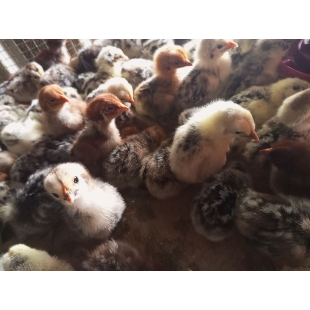 ayam kampung Arab doc Arab ayam Arab coklat putih ayam kampung Arab