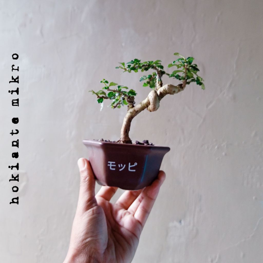 BONSAI HOKIANTEA MIKRO DIKIRIM SESUAI FOTO