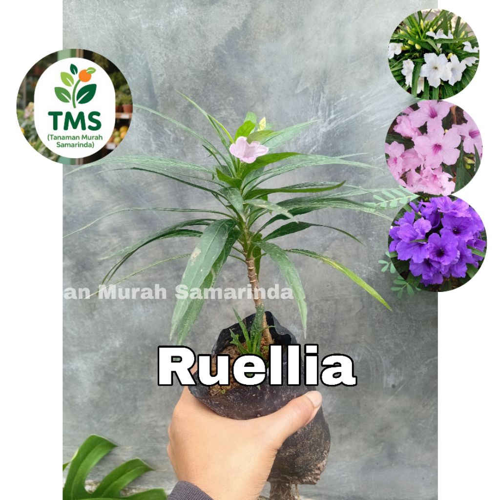 TMS~ bunga Ruellia krismila bunga terompet mini ruellia putih ruellia pink ruellia ungu
