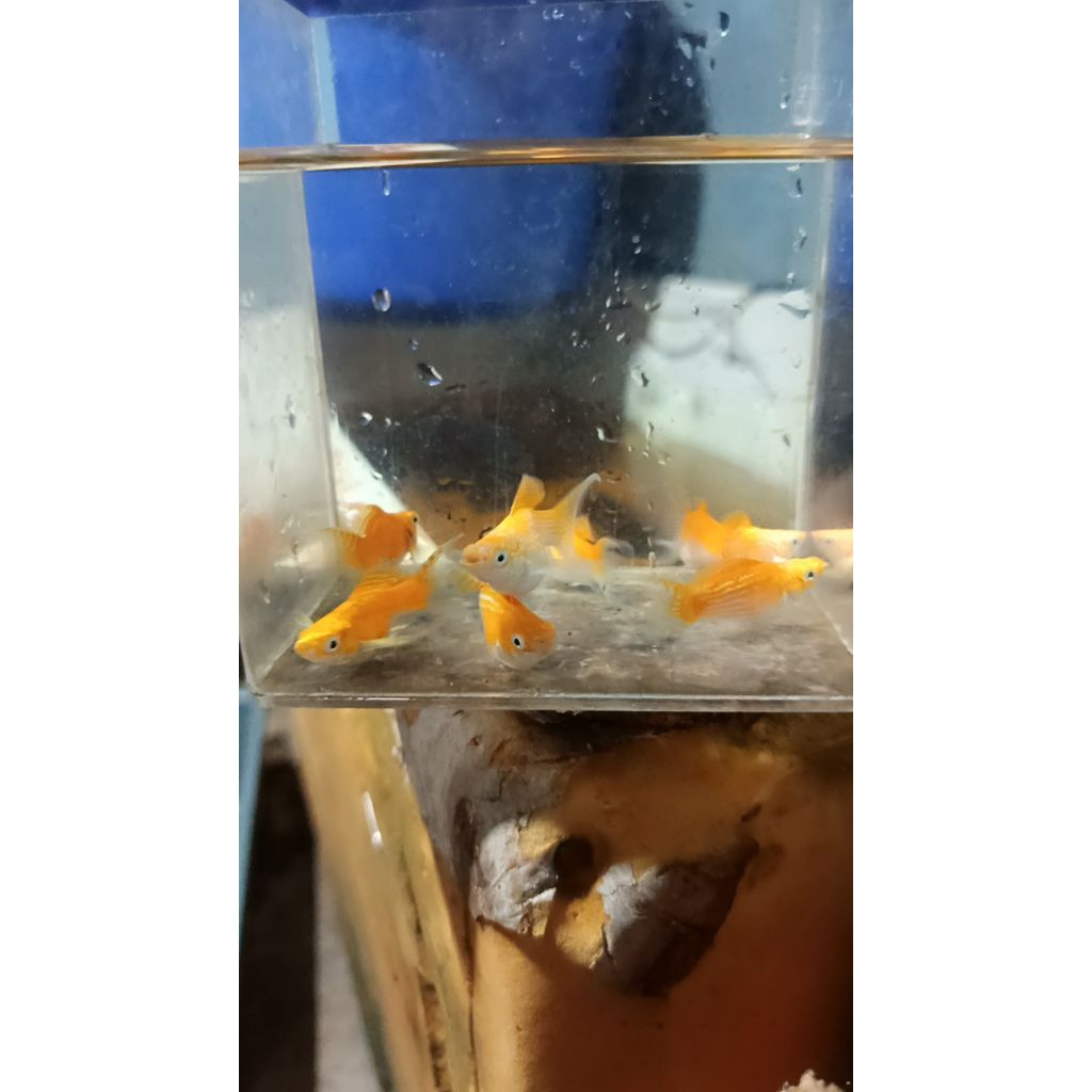 sepasang molly gold Thailand cawang