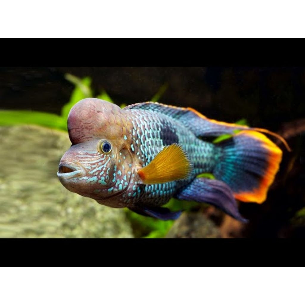 Cichlid Green Terror/Golsom/Goldsaum Garansi.  ukuran cm