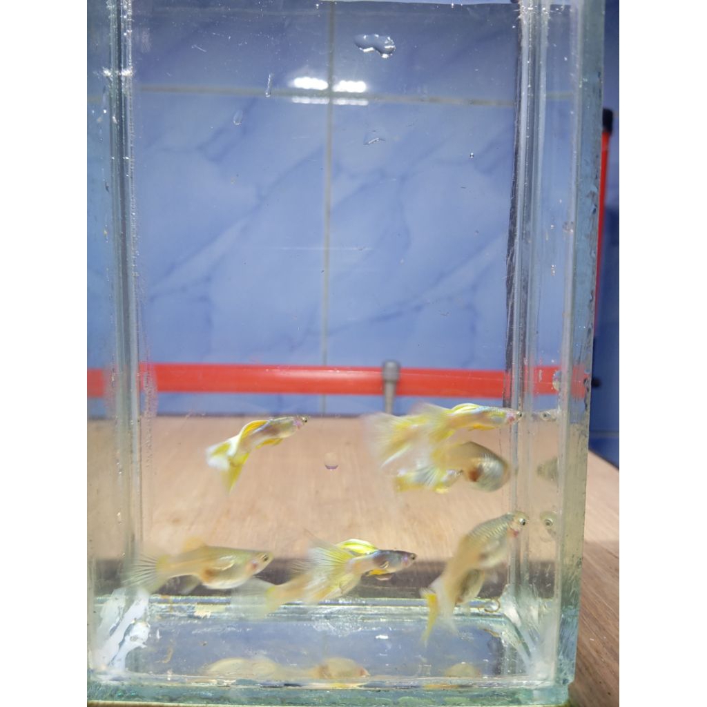 HIASAN IKAN GUPPY YELLOW PINGU