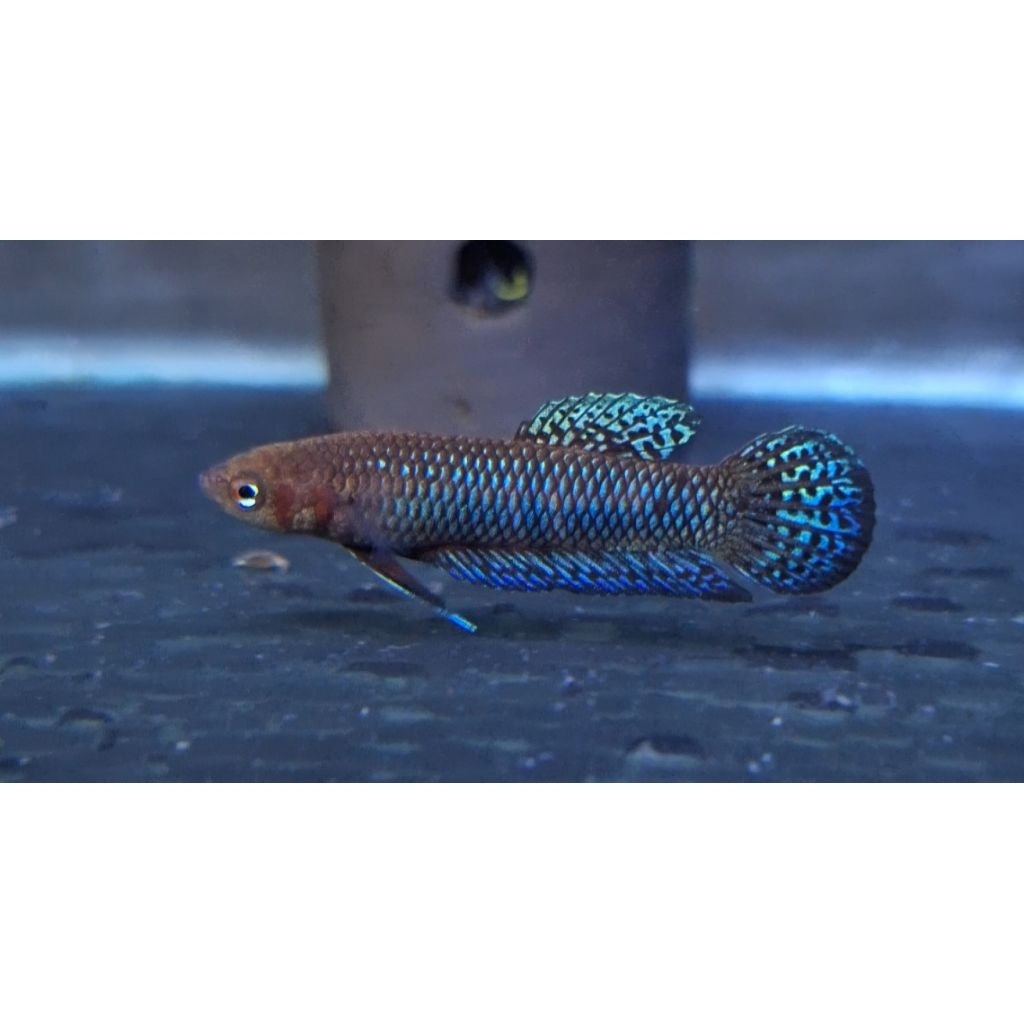 Wild Betta Hendra