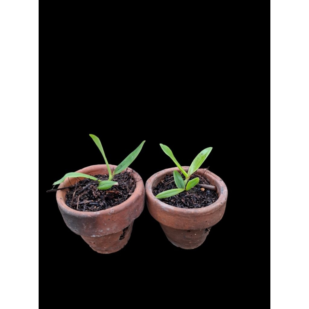 Seedling Anggrek Cattleya