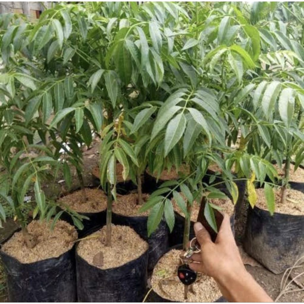 Pohon kedongdong mini siap berbuah bibit tanaman pohon buah kedongdong mini