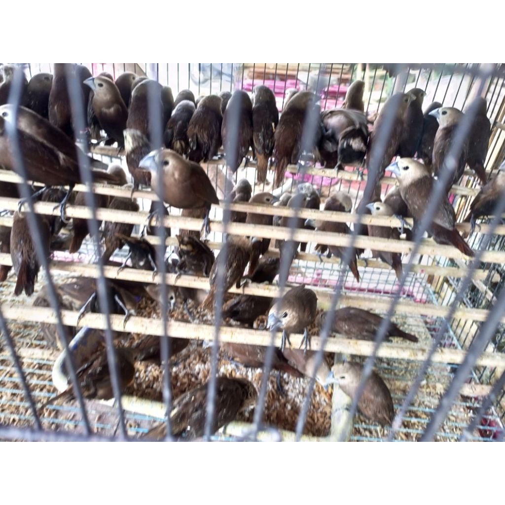 emprit kaji emprit kepala putih bondol kaji burung emprit sawah bondol kaji