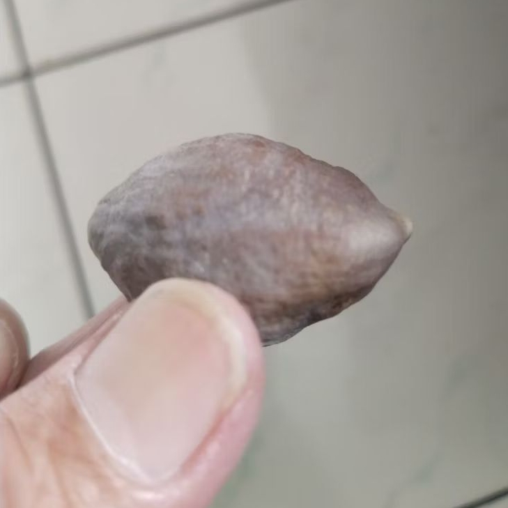 Kemiri Adu Muncang Adu Nyonyo ZT Ori Size Besar