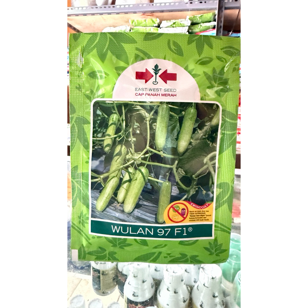 Bibit timun Wulan 97 F1