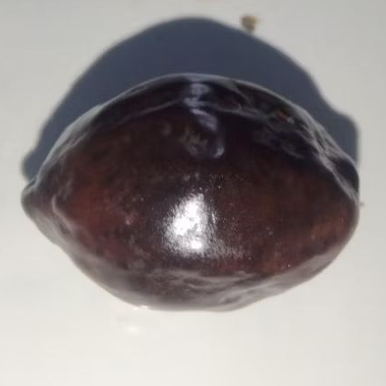 Kemiri adu jenis JAWA WONOSOBO ORI ukuran sedang