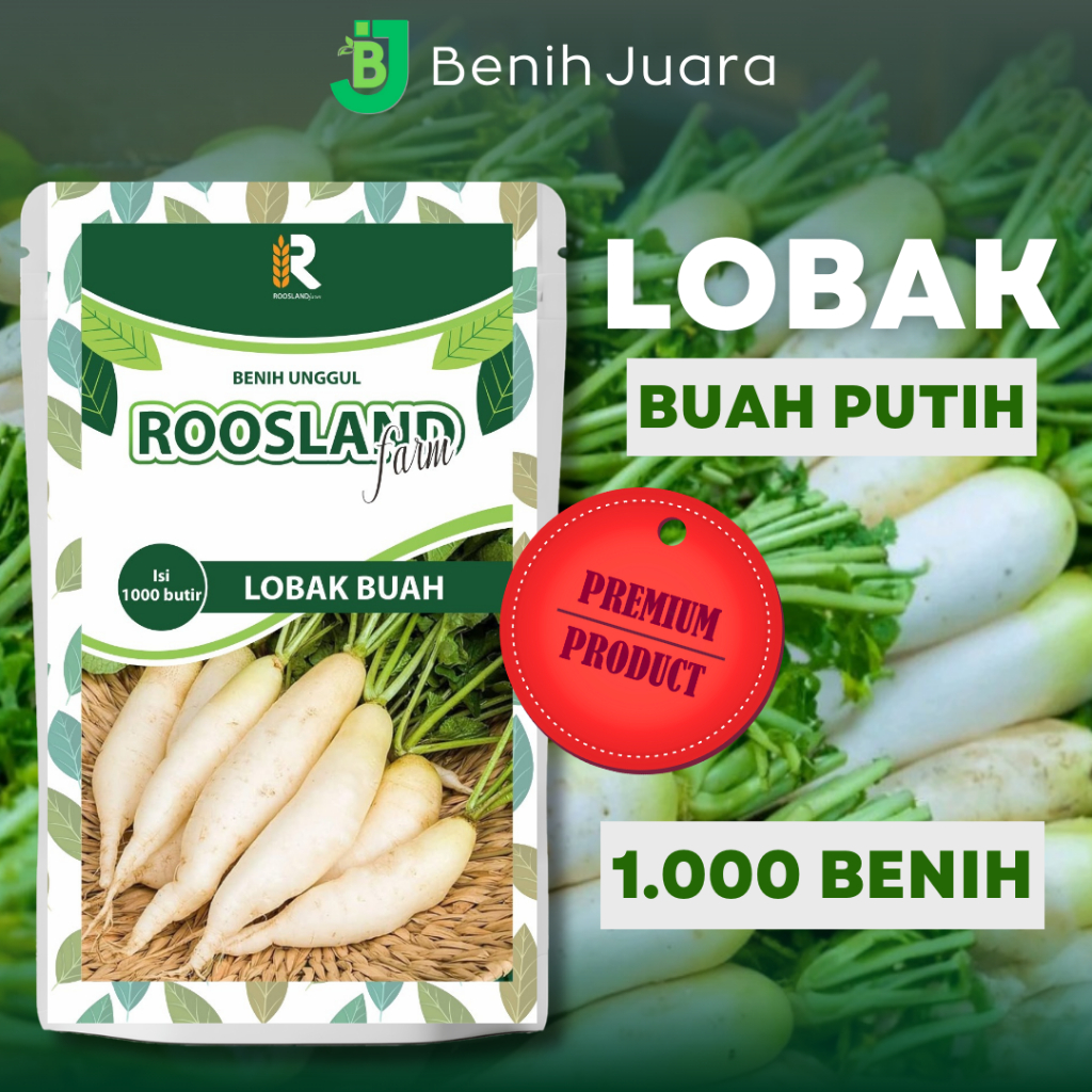 (1.000 BUTIR) BIJI BENIH LOBAK BUAH PUTIH KEMASAN SUPER PREMIUM