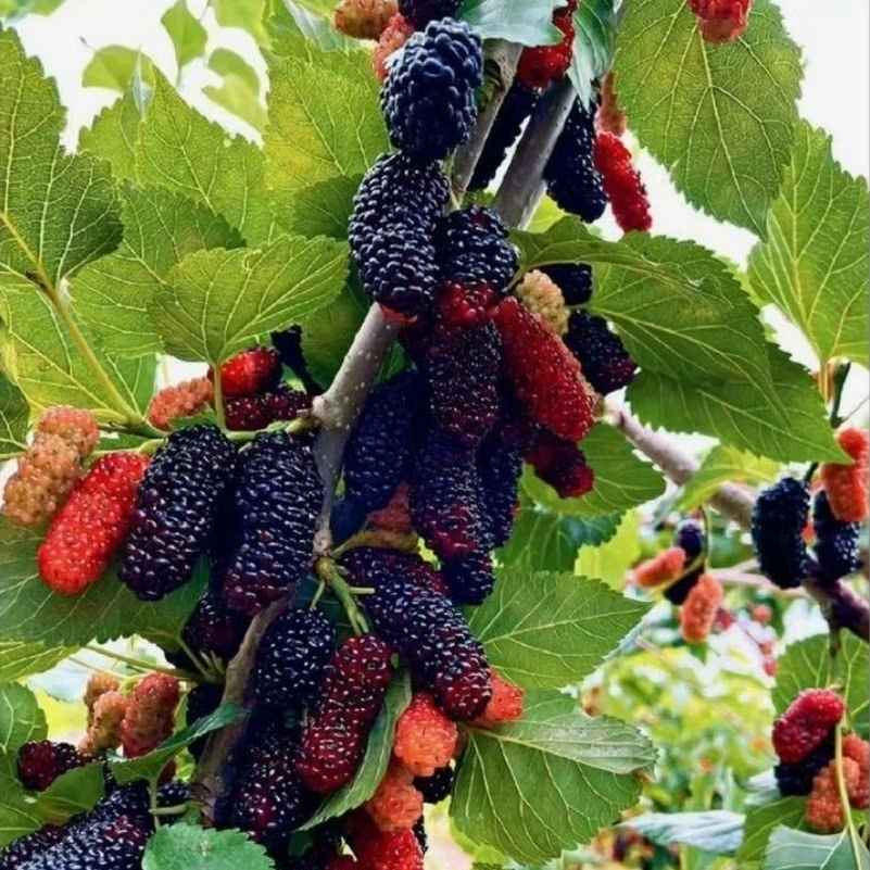 Tanaman Bibit Pohon Murbei Sudah Berakar Bisa Untuk Bonsai Atau Hiasan Buahnya Bisa Dikonsumsi