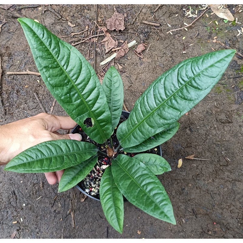 Anthurium Reflexinervium - Tanaman Hias Anthurium Reflexinerfium / Anthurium Refleksi