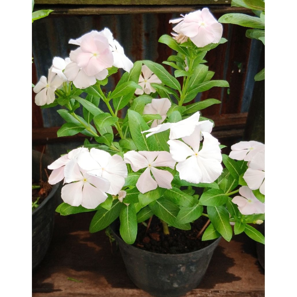 Benih Bibit Tanaman Hias bunga Vinca Hidup asli warna Baby Pink Pucat