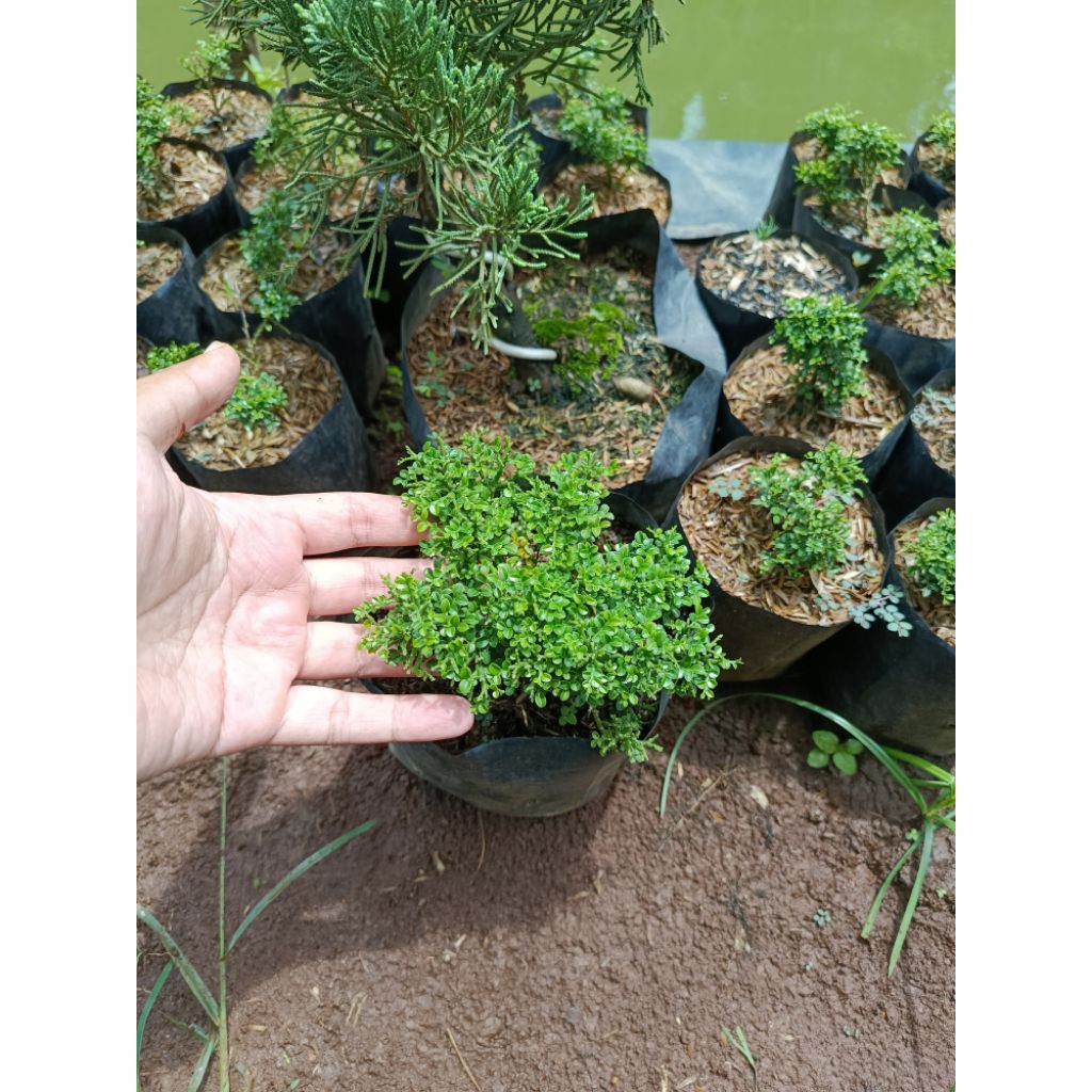 kemuning super micro