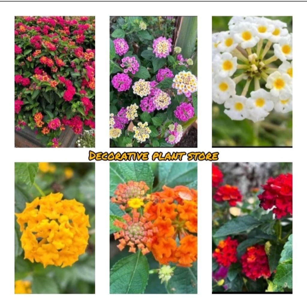 Tanaman Hias Bunga Lantana/Lamtana - Bibit Pohon Bunga Lantana - Tanaman Hias Lantana Sallara