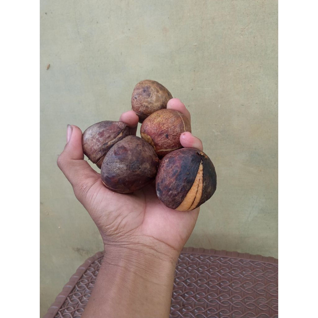 biji alpukat siap semai per 5 biji