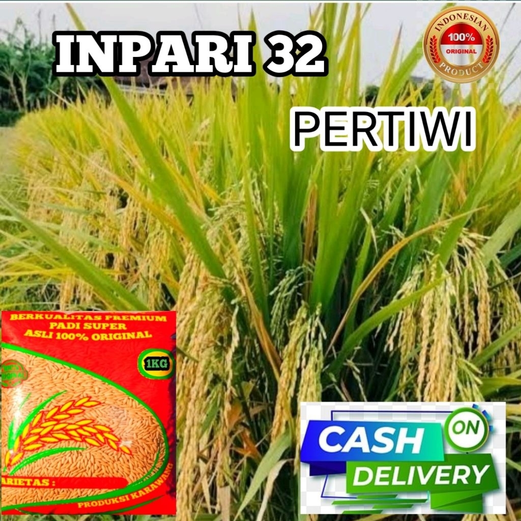 Benih padi INPARI 32 PERTIWI super unggul kemasan 1kg