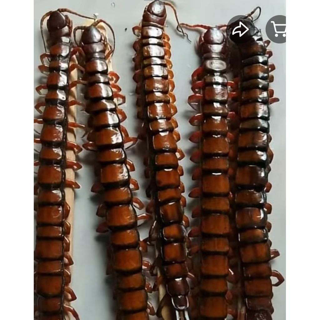 Kelabang Lipan Frozen Beku