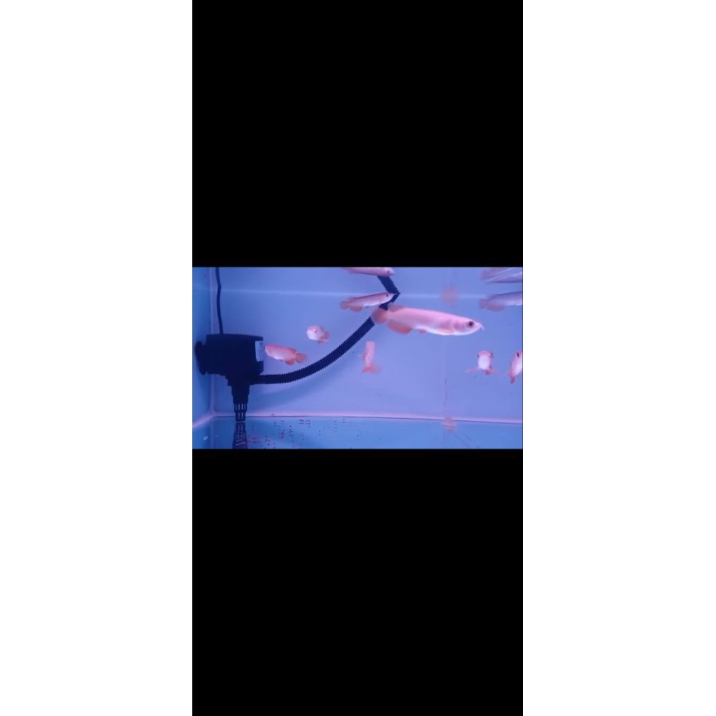 Arwana Super red chip tanam 10-12cm