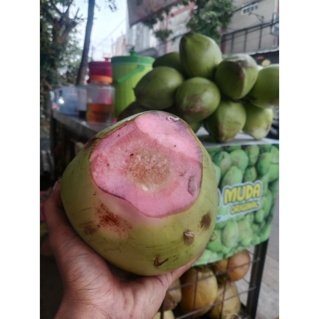 kelapa hijau asli kelapa cupat merah tapas merah