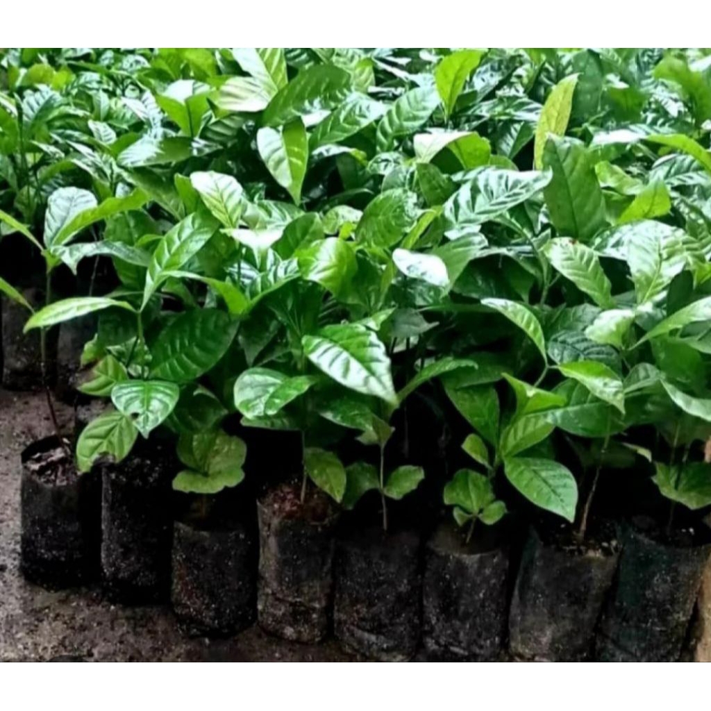 Bibit Kopi Robusta Brazil 40 Batang