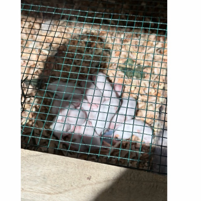 MENCIT FUZZIE PAKAN REPTILE DAN UJI PRAKTIKUM