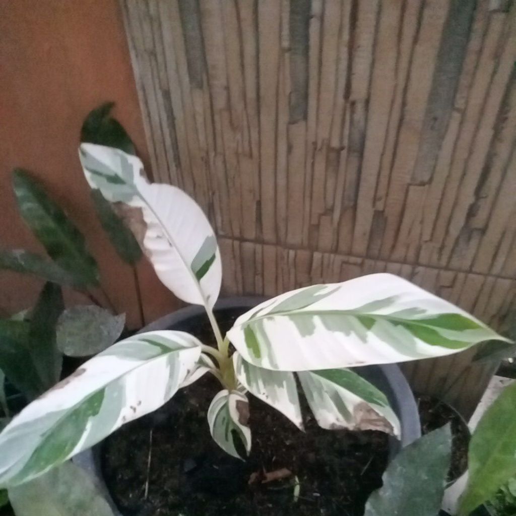 Pisang Florida varigata