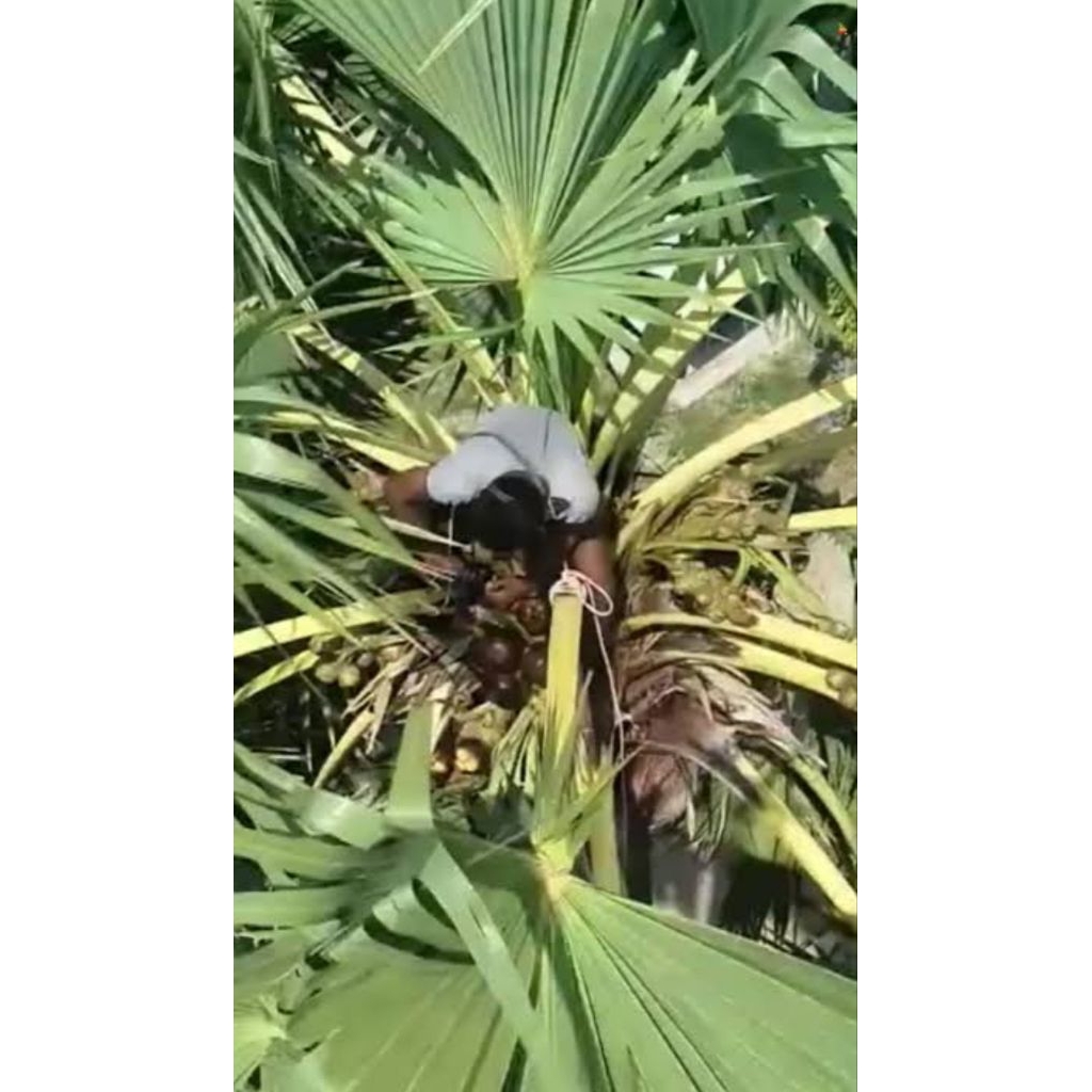 Bibit pohon lontar tinggi 20-30 cm sudah berakar siap tanam