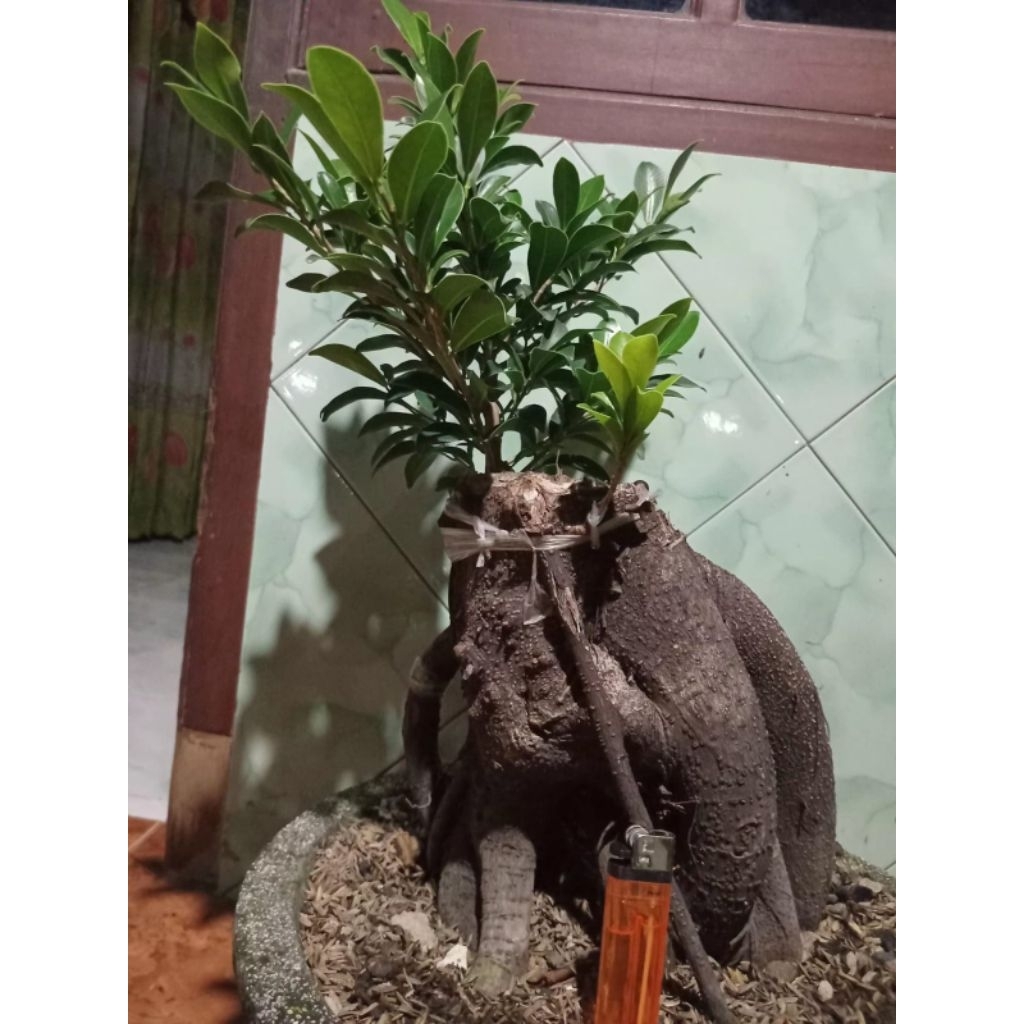 Bonsai ficus Elegan (okulasi), real pict