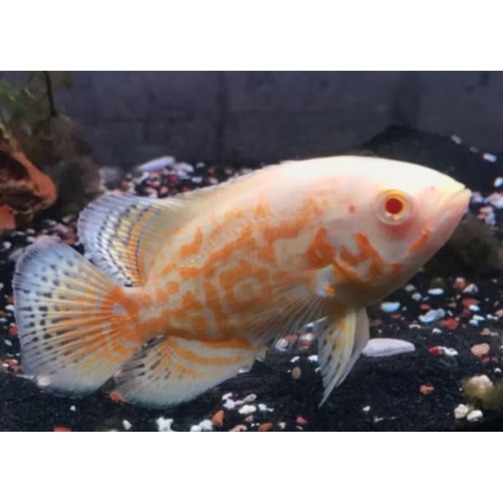 Aksesoris Aquarium Oscar Tiger Albino Size 2.5Jari Hiasan Akuarium |Ikan Hias Bozz Louhan Pekanbaru|