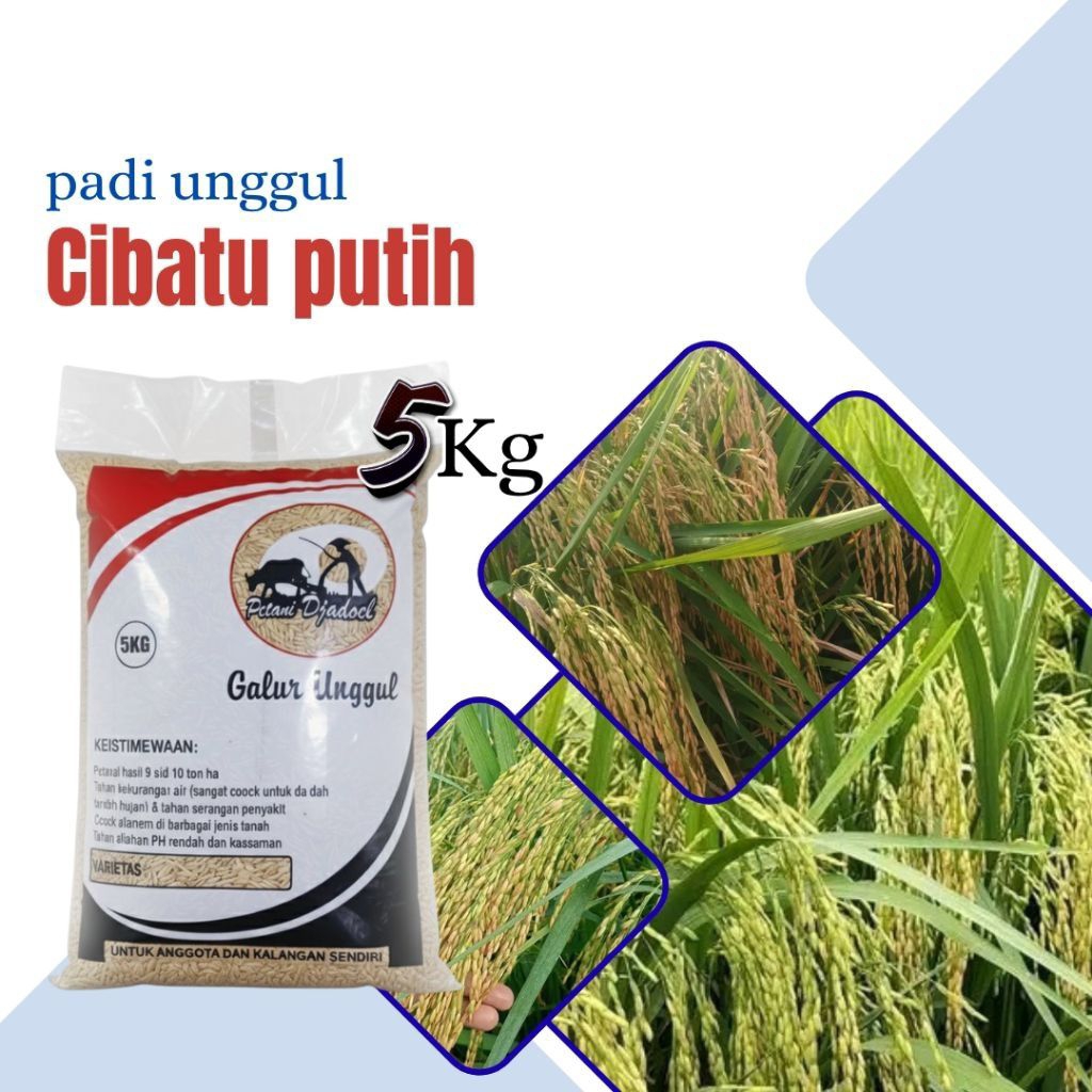 bibit padi Cibatu putih unggul kemasan 5kg tekstur nasi pulen