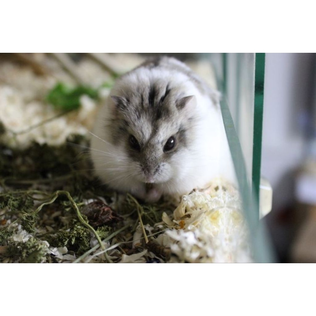 HAMSTER CAMBELL termurah, jinak anakan 1-2 bulan (pengiriman instant)