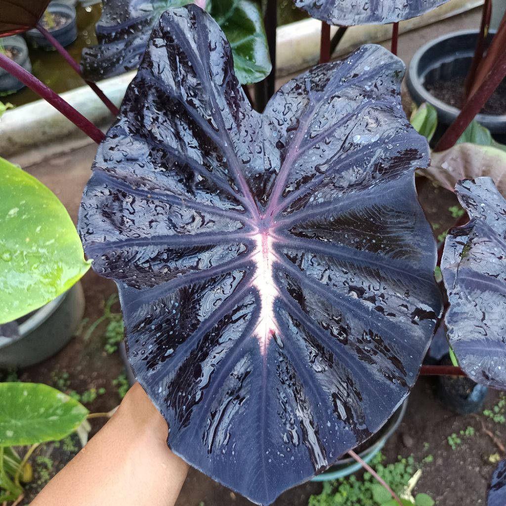 colocasia black lava SBA seris paling bestseller size anakan