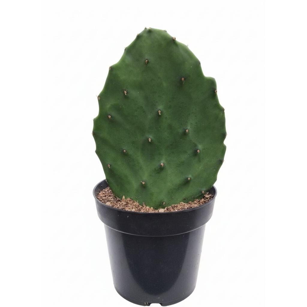 opuntia gomei