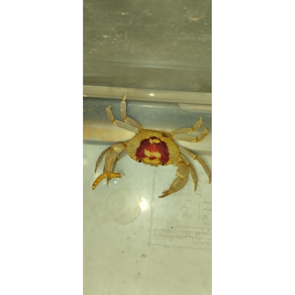 Kepiting hias Terrathelphusa fire crab full air tawar