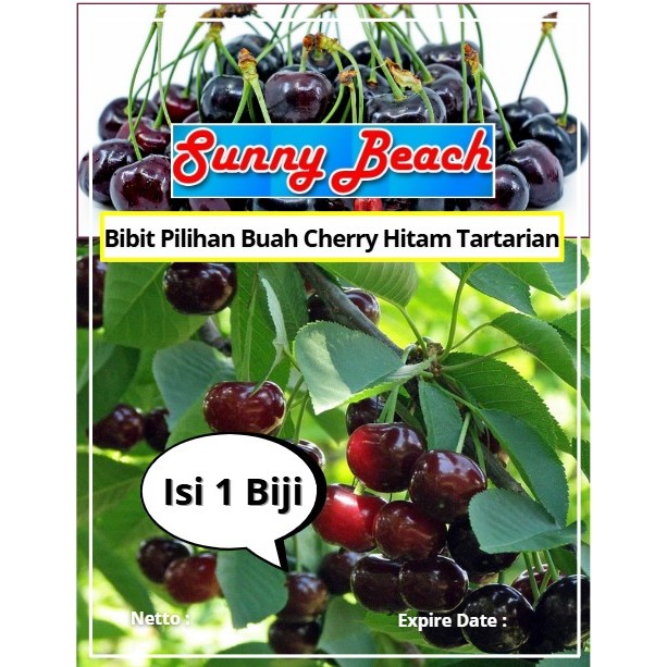 Bibit Pilihan Buah Cherry Hitam Tartarian | Biji Benih Buah Cherry Hitam | Ceri Hitam