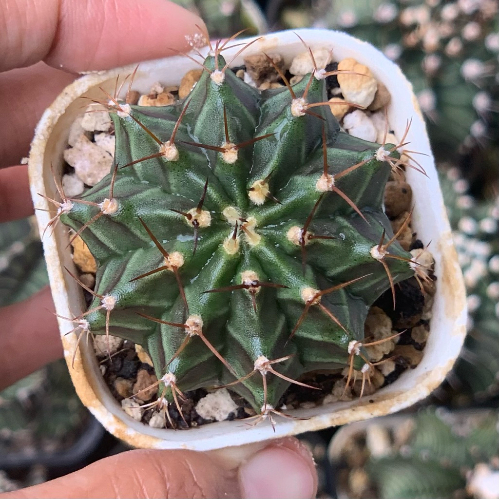 Gymnocalycium Mihanovichii Hybrid gymno miha mihanovichi jumbo kaktus tanaman hias hidup gurun duri 