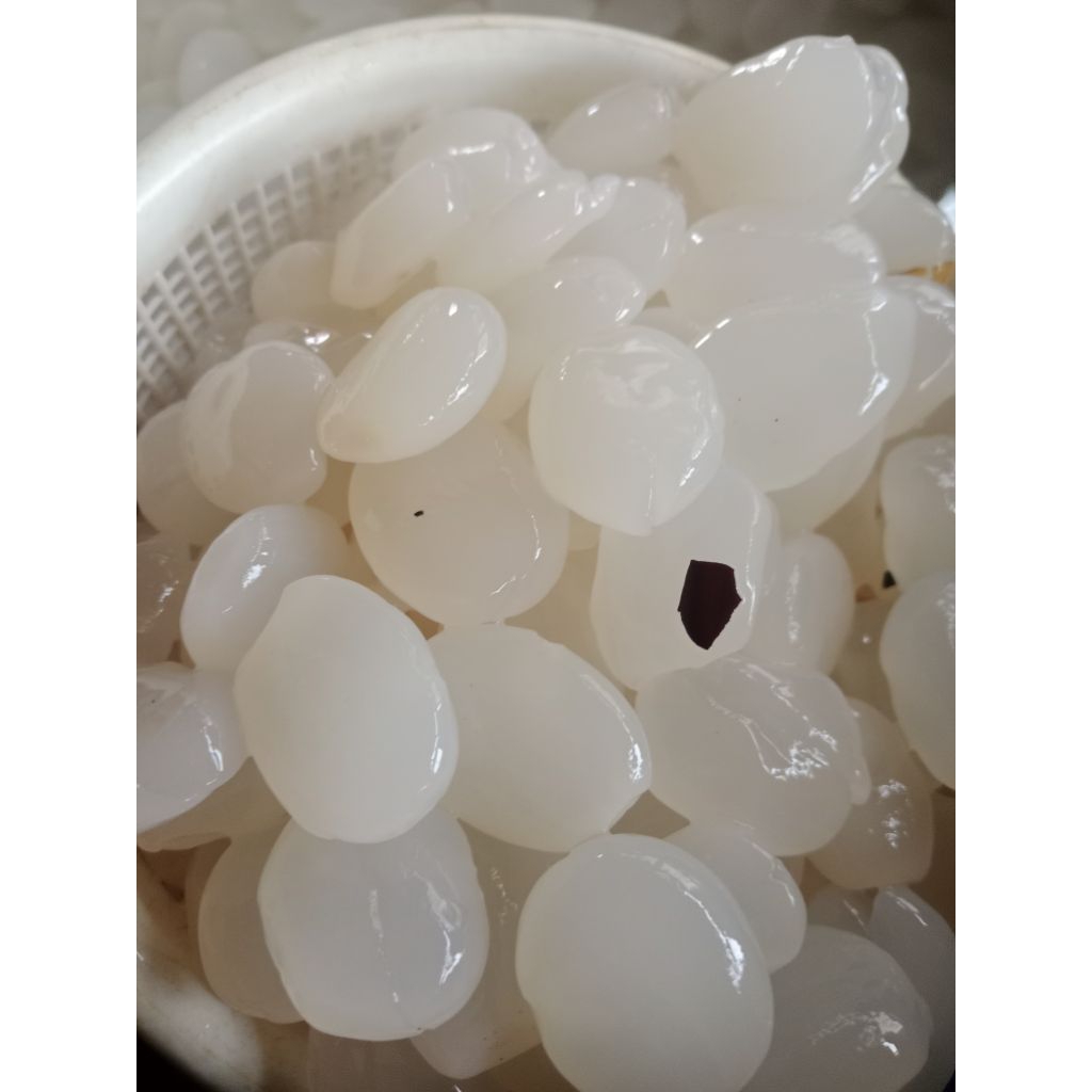 kolangkaling fresh cocok buat manisan 1kg