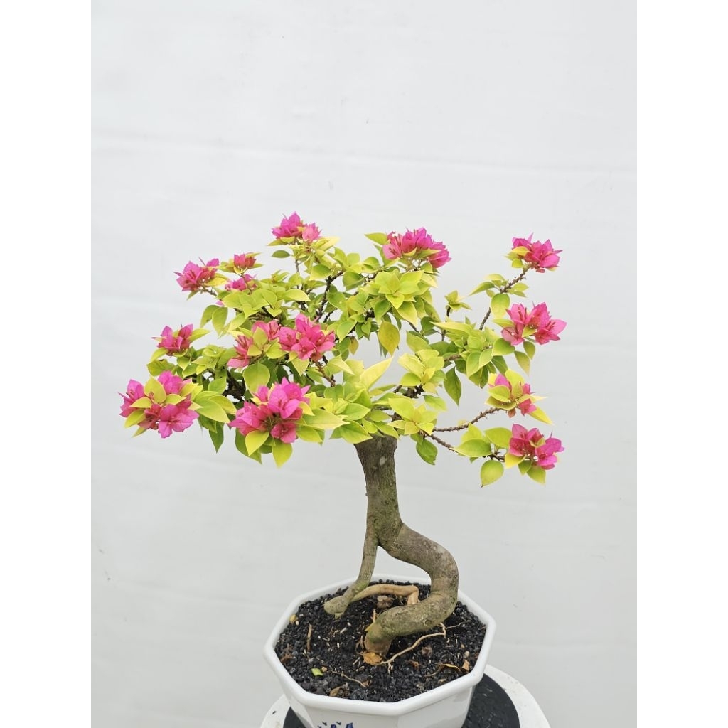Bonsai Bougenville Import ID Singapore Jewel Moonlight Size M