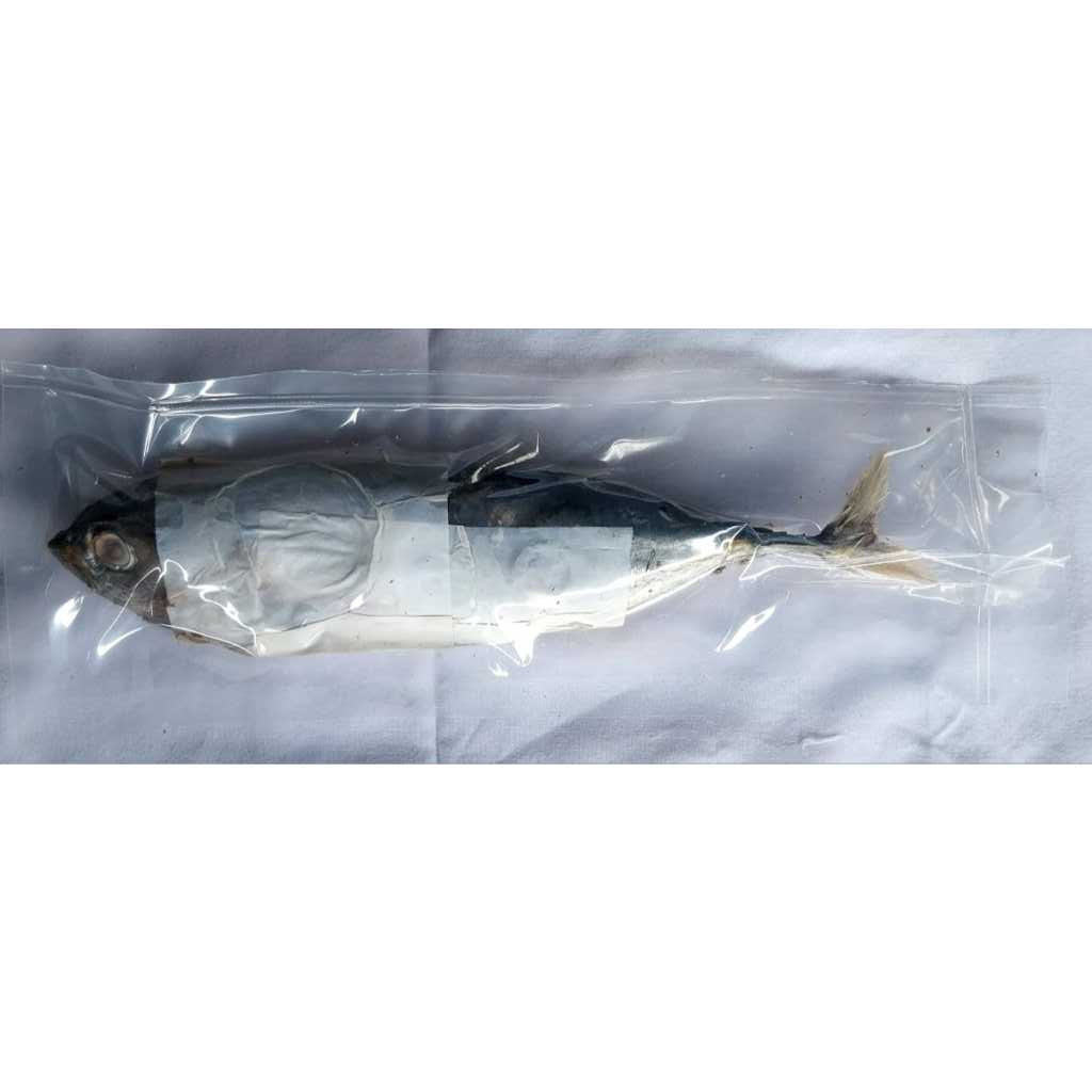 IKAN TONGKOL PINDANG/ IKAN CUE TONGKOL DEHO/ KEMASAN VACUUM/ PINDANG WARISAN IBU