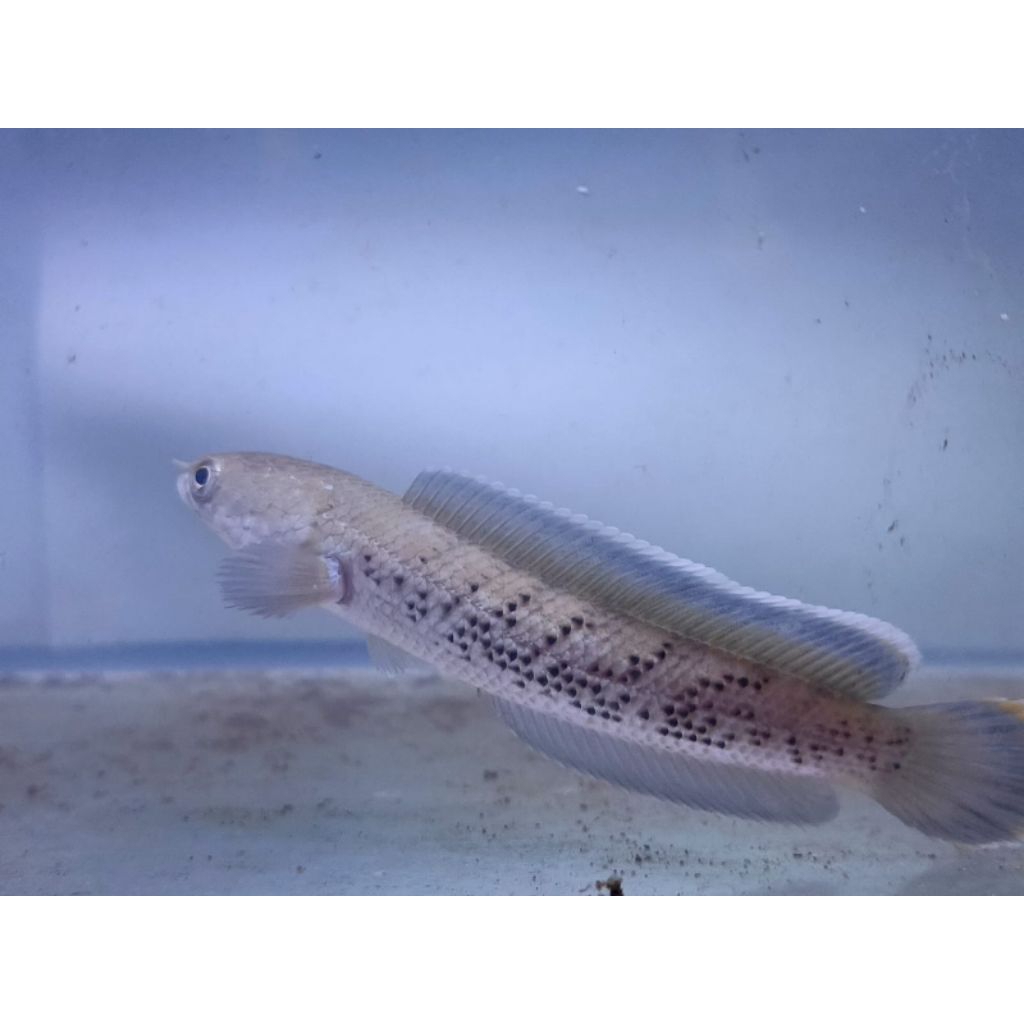 ikan hias/ ikan chana stewarti