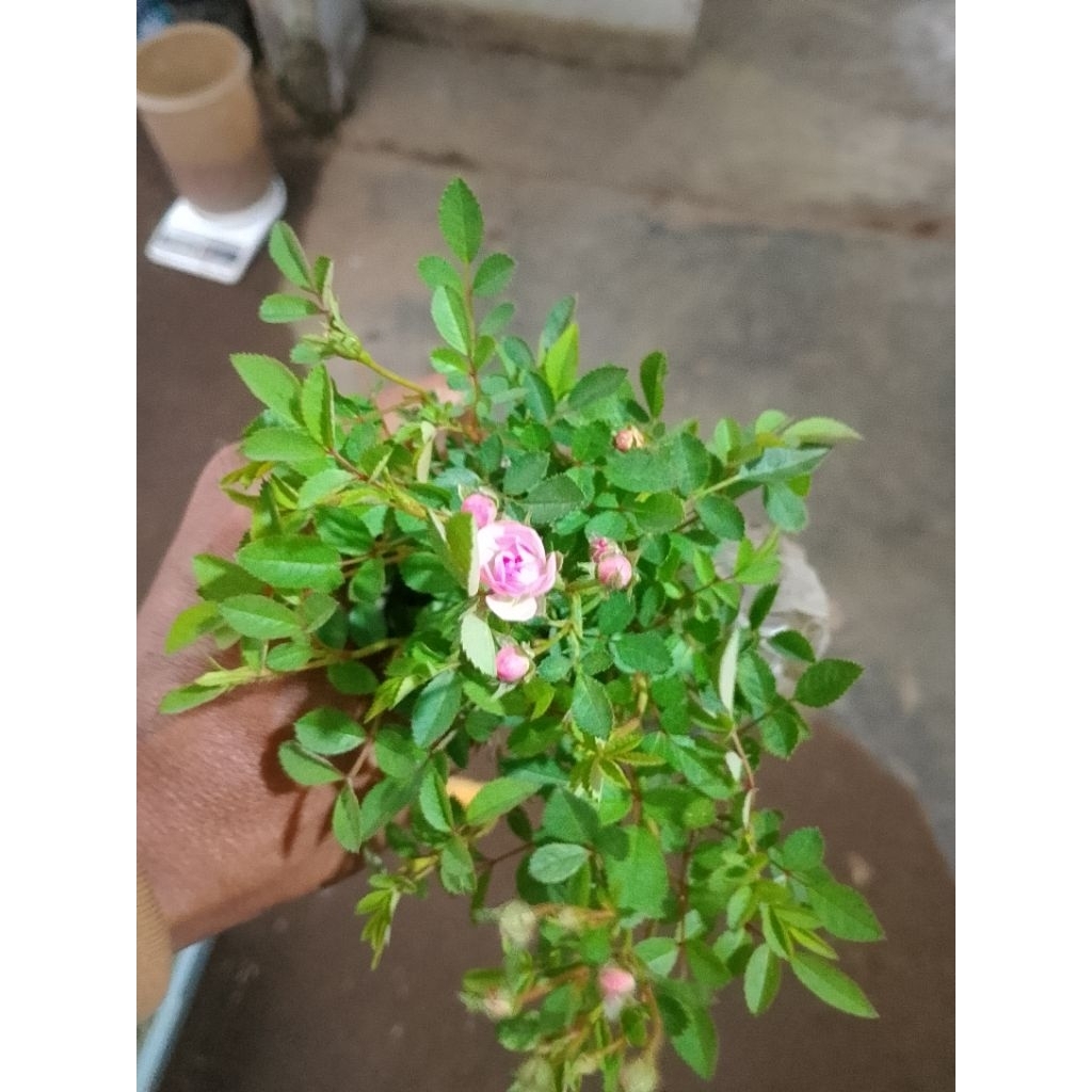 tanaman hias mawar bebyros atau mawar mini