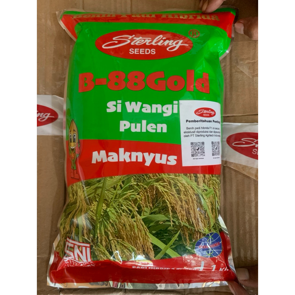 BENIH PADI HIBRIDA ORIGINAL STERLING B-88GOLD 1KG